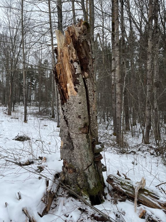 Lumen ympäröimä pystylahopuu metsän laidalla.