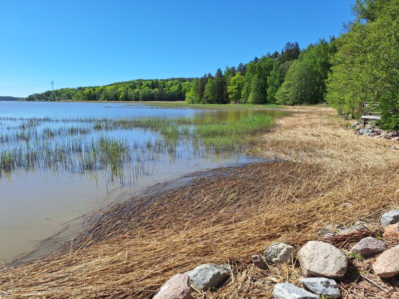 Merenlahden rantaa, joss paljon ruovikkoa.